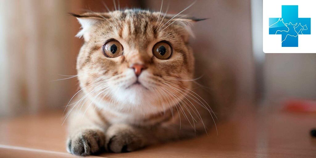 Чего боятся кошки и коты | Гомеовет - ветаптека и зоомагазин | Дзен