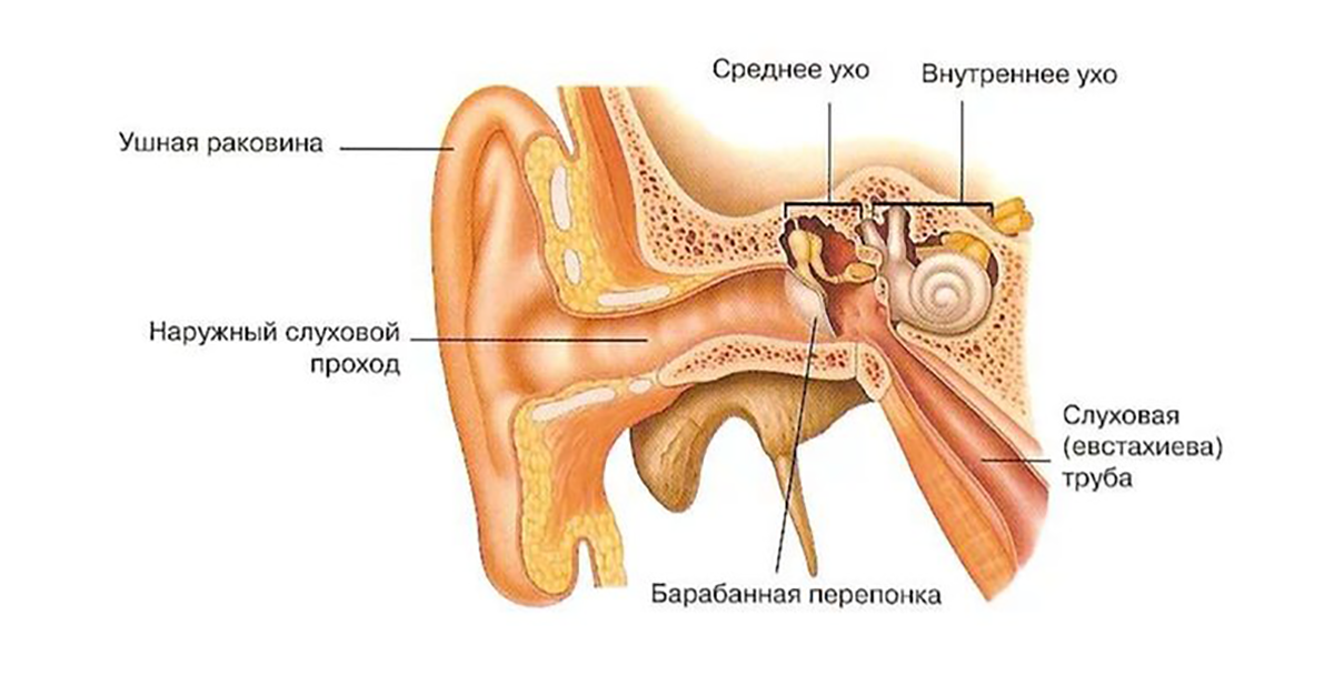 Строение уха 3 отдела