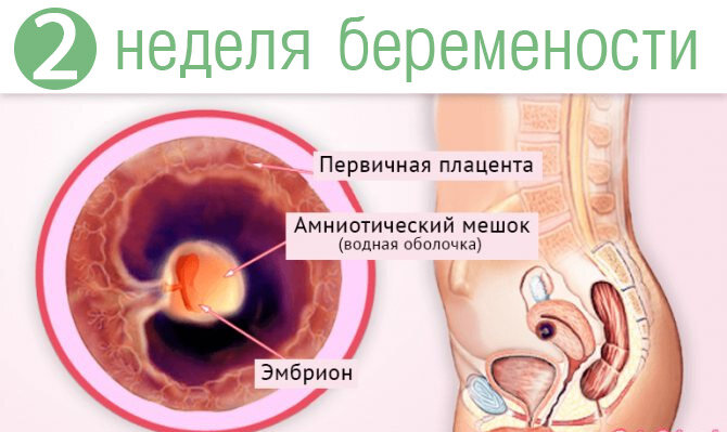 Беременность и коронавирус | Свежая и проверенная информация