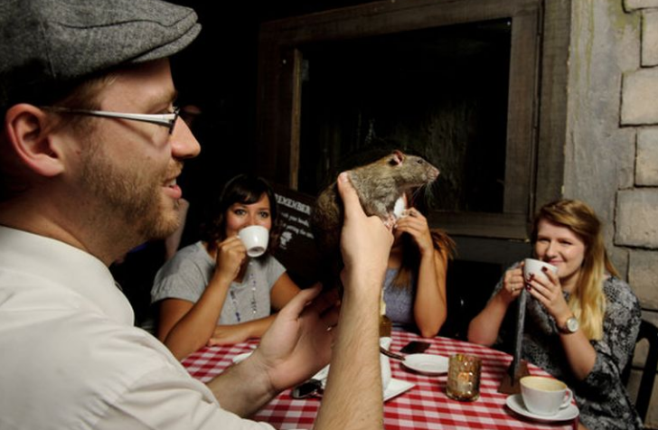 Фотография взята из источника ratmania.ru