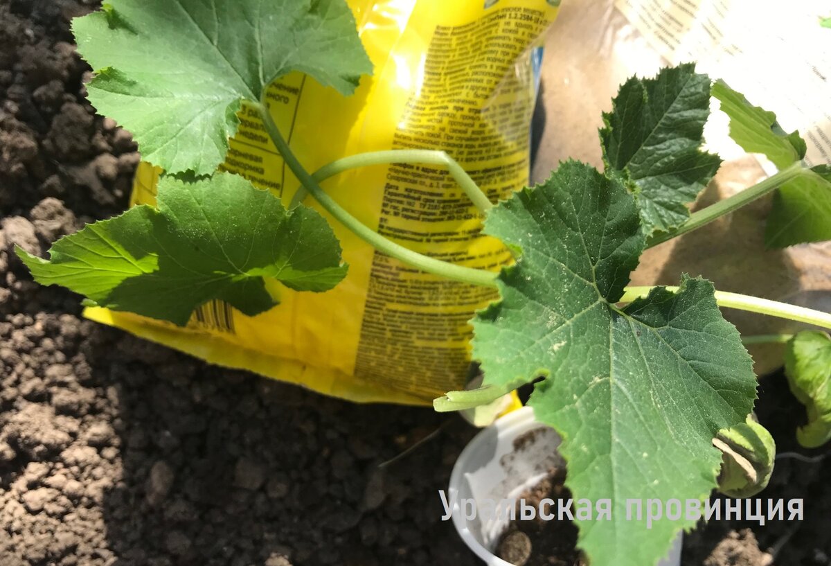 Мой "джентельменский" набор для высадки кабачков