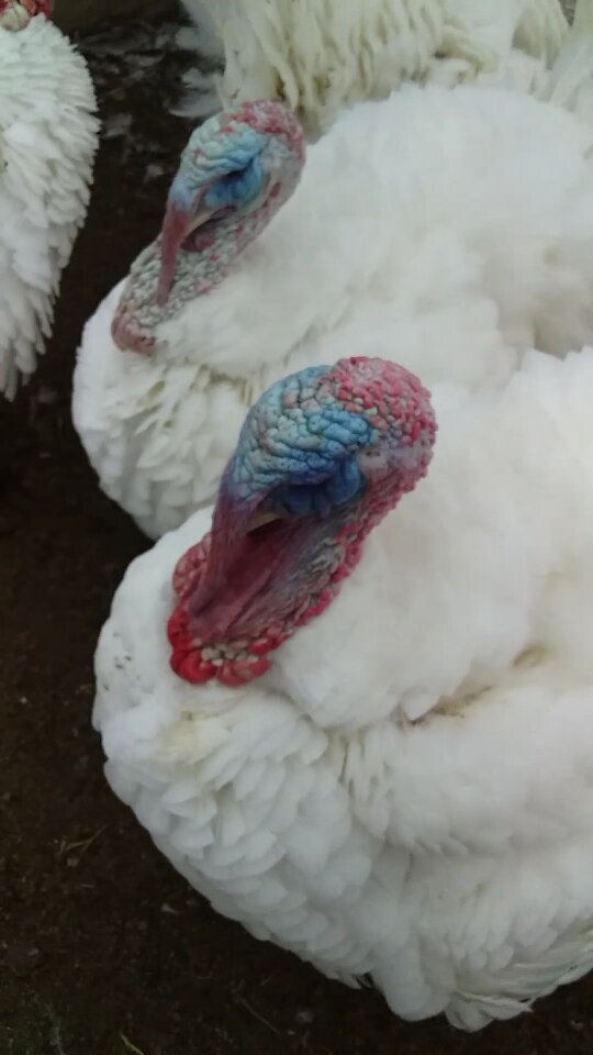 Взрослые самцы до 30кг. Самочки чуть меньше.