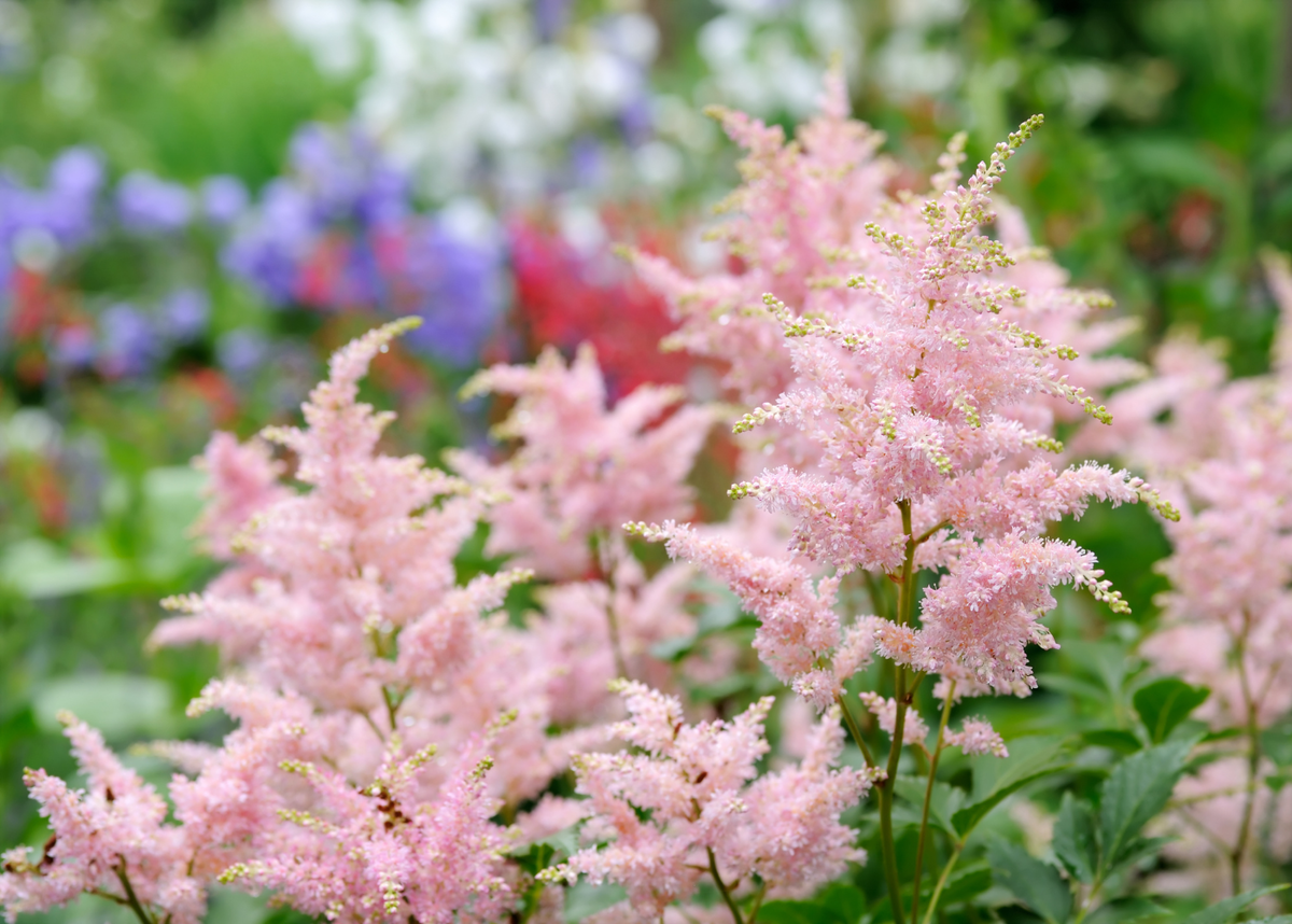фото астильбы в саду
