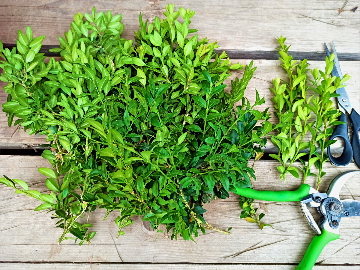   Черенкую самшиты. Фото автора.