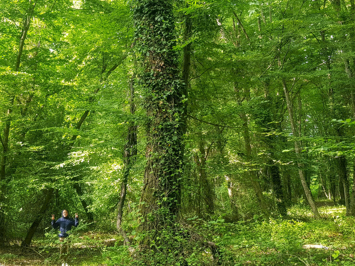 Самурский лес 