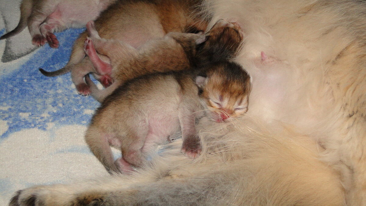 Сколько кошки рожают в год. Кошка родила мертвых котят. Роды для кошки с кальвецирозом