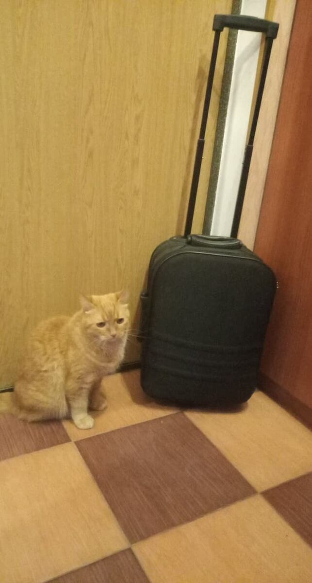 КОТ: - Этот человек опять пришёл, зачем он так громогласно верещит, предупреждает, что опасен. Сегодня он пахнет по особенному, угрозой.
Это страшнее, чем звук его голоса и ужаснее, когда он ловит меня и растягивал глаза и уши, оглушительно грохочет, так страшно оскаливаясь мордой. Визжа мне в ухо: »Я сделаю из тебя китайского! Как ты похож на императора китайского!»

Такие мысли бродили у кота 5 лет отроду, белой масти с большим серым пятном на спине. Знакомьтесь: беспородный кот по кличке «Малыш».
КОТ:
- Какой страх и ужас от «Сережи», «Лорда» и «Фоньки», лучше в укрытие, там не так пахнет страхом. Вся троица этих котов не может поднять и хвоста, пошевелить лапой, но у меня всё в полном порядке, я в своём доме, чего же я смертельно боюсь?
Хозяйка меня зовёт, да там еда! Пока туда и лапой не сунусь, этот громогласный ещё тут. Хозяйка меня потом накормит, она для этого и служит в этой квартире, меня кормить. Вот про еду думать не так страшно. Он идёт ко мне, вместе с хозяйкой, шерсть встала дыбом, когти онемели, они знают, где я! Этот ужас пришёл вместе с ними, этот страшный запах принесла та, которая меня кормила! Страшно так, что я не хочу больше есть! Они достают меня из-за шкафа, у меня есть когти, но я не могу выпустить их, у меня нет сил!

Хозяйка квартиры пожилая женщина за 70 со сгорбленной спиной, всегда зябнущими руками и очками на носу, который весь изъеден болячками. Её глаза и так спрятанные в глубоких глазных впадинах скрываются под очками. Возраст по скрюченной спине угадывается с точностью до года, удивляют почти не седые тёмные волосы, спрятанные в большую «загагулину» на затылке.
 Тот человек, который так напугал кота, был сыном хозяйки. Высокий мужчина, тоже в очках, за которыми спрятались глаза зелёного цвета, напряжение считывается не только в них, но и не естественных движениях тела, одетого в джинсовый костюм, молодёжного фасона.

КОТ
- Я сумке, значит скоро меня принесут, «сделают китайского», я заберусь на руки к хозяйке, и она отнесёт домой, где накормит вкуснее и больше обычного.
 Почему сегодня всё по-другому? Этих троих лежачих инвалидов тоже несут, сильно-сильно пахнет запахом, который я чувствовал через окно. Как много шуму! Мне ничего не видно, и я ору, что есть мочи! Я ору и голосом заглушаю свой страх, я слышу звуки, которых не понимаю, а от этих котов запах смерти, но они молчат. Почему они молчат, я знаю.
Они привыкли, они не ходят на лапах, не бегают за едой, их лапы сводит такая боль, к которой они привыкли, эти привыкли не жить, не бегать за кошками...вдруг я тоже никогда не смогу бегать за кошками. Я ору, я надрываюсь, а они молчат.
Машина подъехала к ветеринарной клинике и высадила своих пассажиров: мужчину и его мать, которая в руке держала две сумки: одну спокойную, другую дёргающуюся и орущую утробным кошачьим голосом.

КОТ:
- Где я? Больше нет этого запаха, который я чувствовал с улицы. Мне ничего не видно, но запахи стали во сто крат страшнее и ужаснее, я чувствую ужас незнакомых кошек и ещё других  страшных и незнакомых мне животных. Здесь так много боли и страха, я поберегу силы, я ещё поборюсь за жизнь, я ещё сумею выпустить свои когти, я не безлапый инвалид.

ЛЮДИ:
- Мы вот кота хотели бы кастрировать, сколько у вас это стоит? - раздался голос «страшного человека», сына хозяйки.
- Триста рублей под общим наркозом. У вас ещё есть животные? - голос незнакомца, который ужаснее всех виденных мной людей,- подумал Кот.
- Есть у нас три кота, они инвалиды, не ходят совсем, вот только мучаются, я уже два года за ними ухаживаю, сколько могла, я за ними ухаживала, вот соседи совсем одолели, они ведь в суд на меня подают. Всё им запахи в их квартире мерещатся, а я ведь всё мою, у меня нигде и запаха нет, а у них и подавно не пахнет, так они везде видеокамеру со сканированием установили, вот она весь день жужжат.
- Мама, ну давай ближе к делу, спроси, сколько стоит усыпление, чтобы всё максимально безболезненно было, - вмешался сын.
- Четыреста рублей за животное, сейчас покурю и подойду, - отозвался ветеринар: молодой худощавый паренёк лет 23.
КОТ:
- Я ничего не понимаю, кастрировать и усыпить ужаснее этих слов я не слышал никогда за все пять лет своей жизни. Наконец у них прорезался голос, и они так визжат, будто их убивают. Их действительно убивают!!!!!!!!!!!!!!!!
Следующий я, вот руки, которые так пахнут смертью достают и меня! Все вцепились в мой загривок, я не могу двигаться, у меня есть лапы, я могу бежать! Три пары рук не дают мне сделать, я недвижим как те, которые лежат на столе, только капли мочи на пол кап, кап, кап…
НЕТ, я не такой, я вырвусь, я живой, у меня четыре лапы, у меня когти, у меня нет сил, самый страшный уколол  и я засыпаю…я больше никогда не буду бегать за кошками, я никогда не сбегу…
ЛЮДИ:
Он проспит ещё два часа. Смотри, очухался, он нас видит, лапы не слушаются, на угол налетел, да он почти бежит, ничего, оклемается, вот тогда и покормишь.
КОТ:
Я ЖИВ!!!!!
