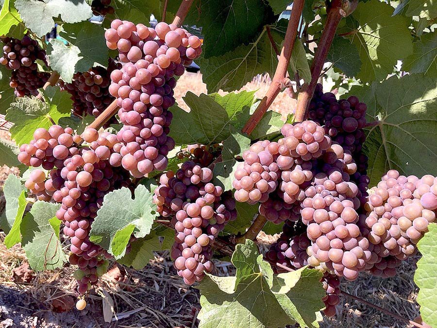 Виноград Пино гриджио