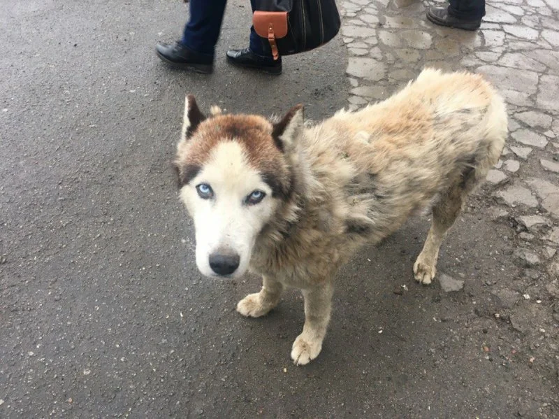 Пацаны, отвечаю, я породистый! 