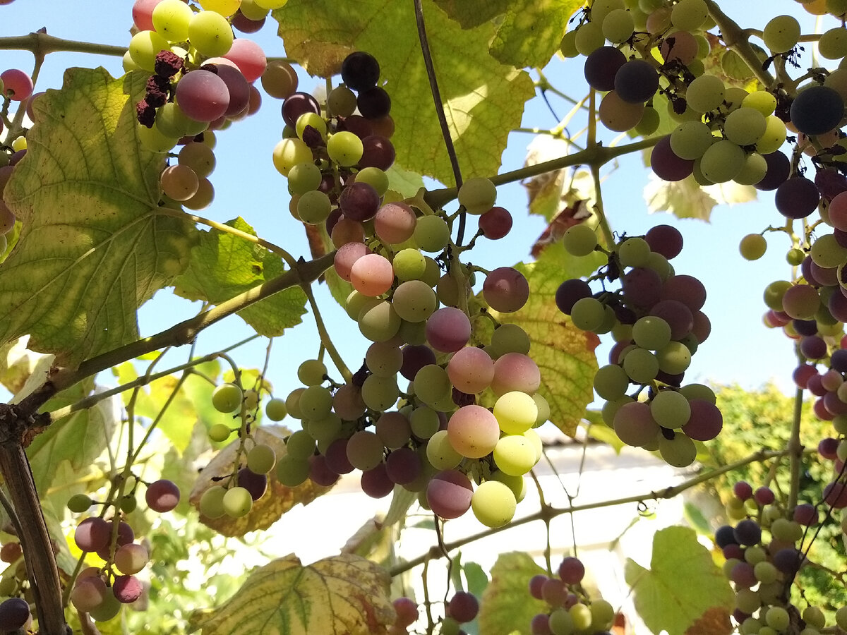 Виноград еще не созрел, но несколько ягодок отщепнули - сладкий.