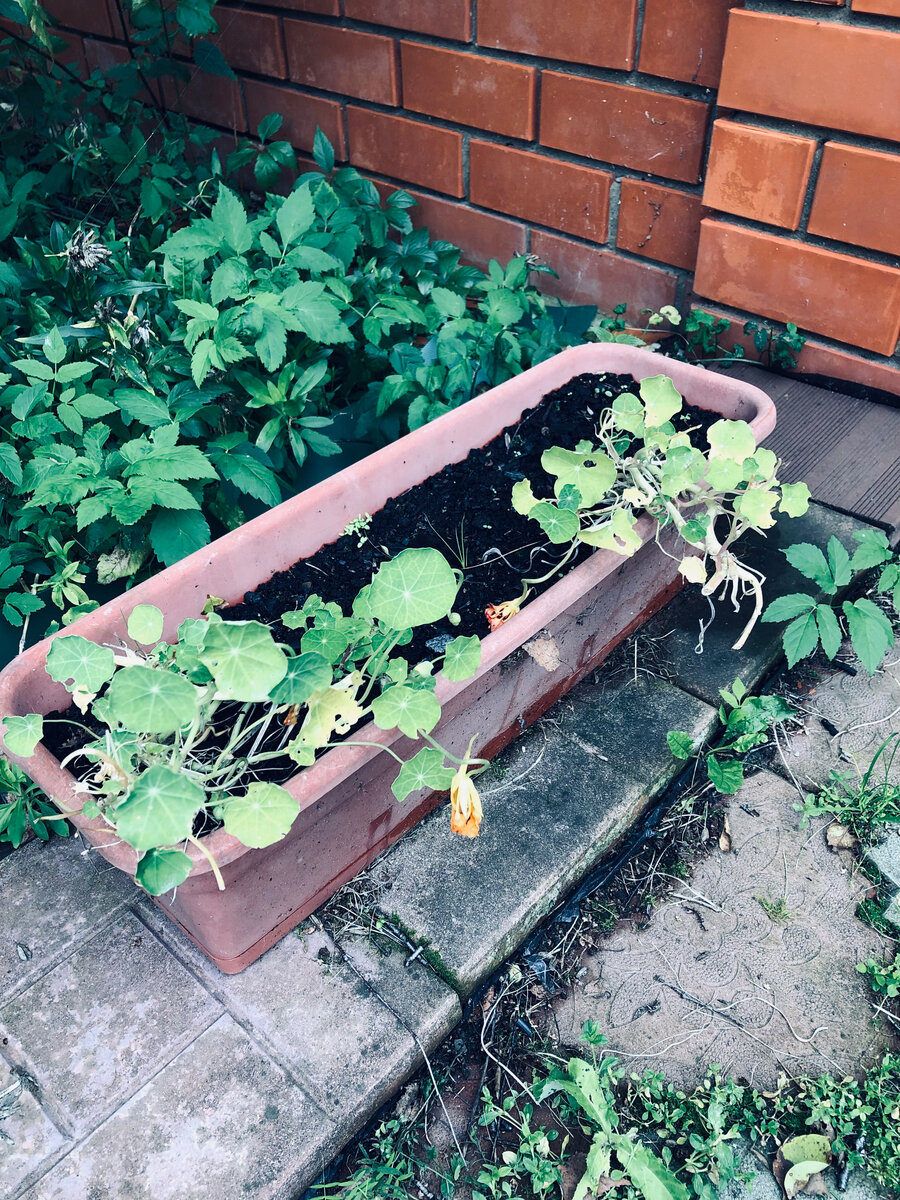 Так выглядит моя настурция сейчас. 