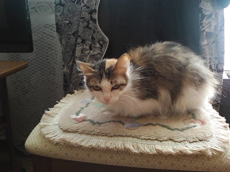 Кису пришлось усыпить, т.к. мама уже чувствовала себя плохо и не могла ухаживать за ней и лечить еще и её. 