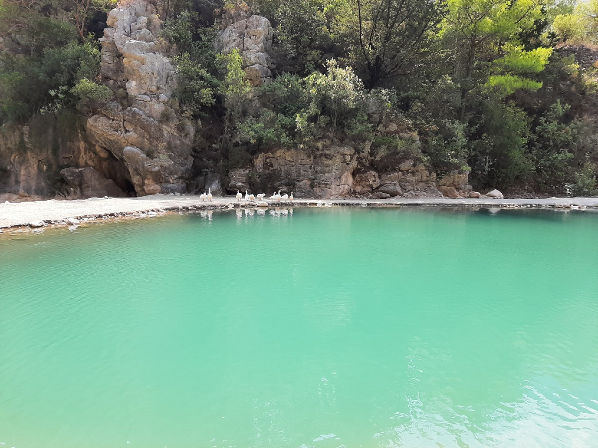 Лебеди встречают