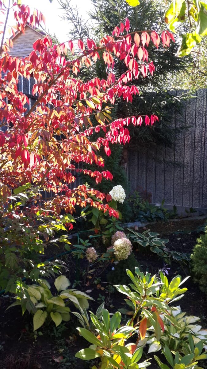 Мой бересклет крылатый в 2018 году