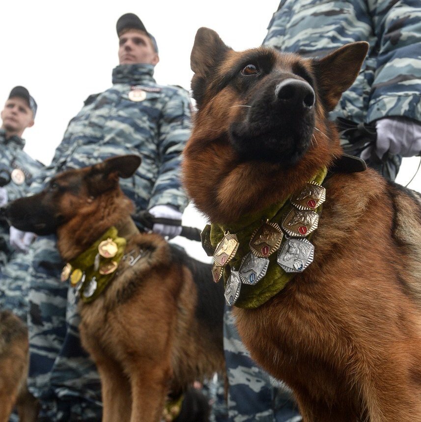 Овчарка в костюме