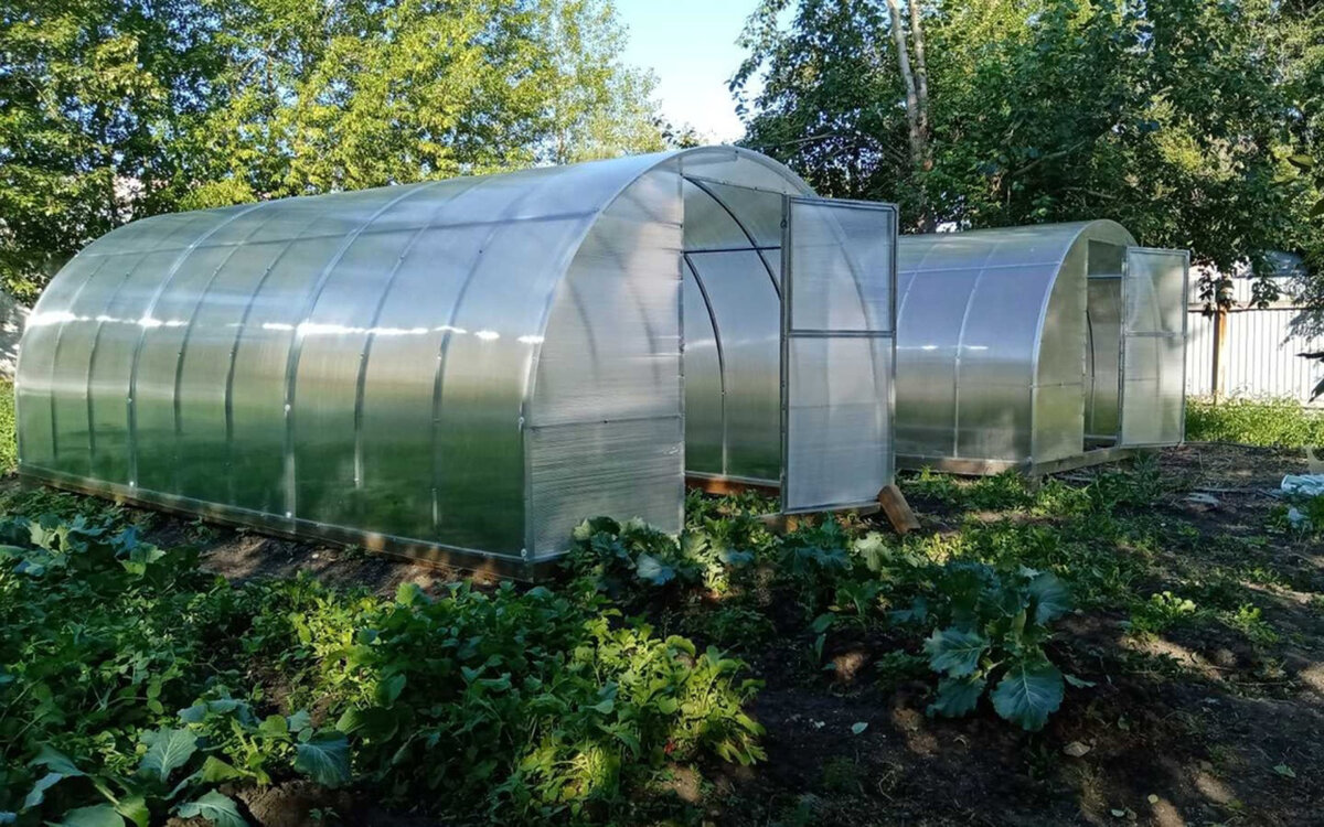 Только в чистых теплицах можно вырастить желанный урожай
