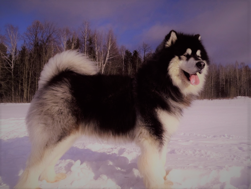 Северная порода собак