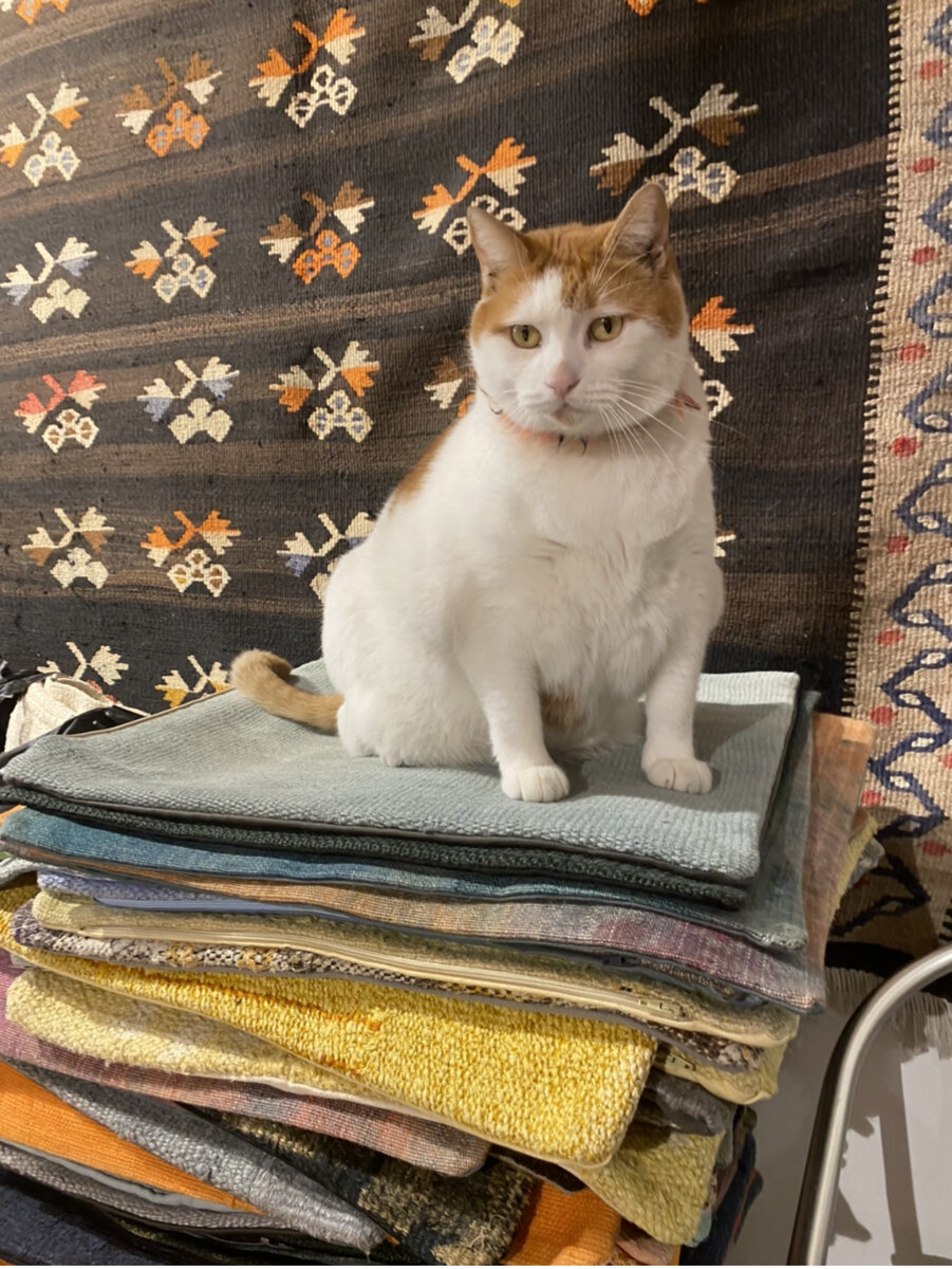 Кот охранник в лавке, где я купила конопляный ковер