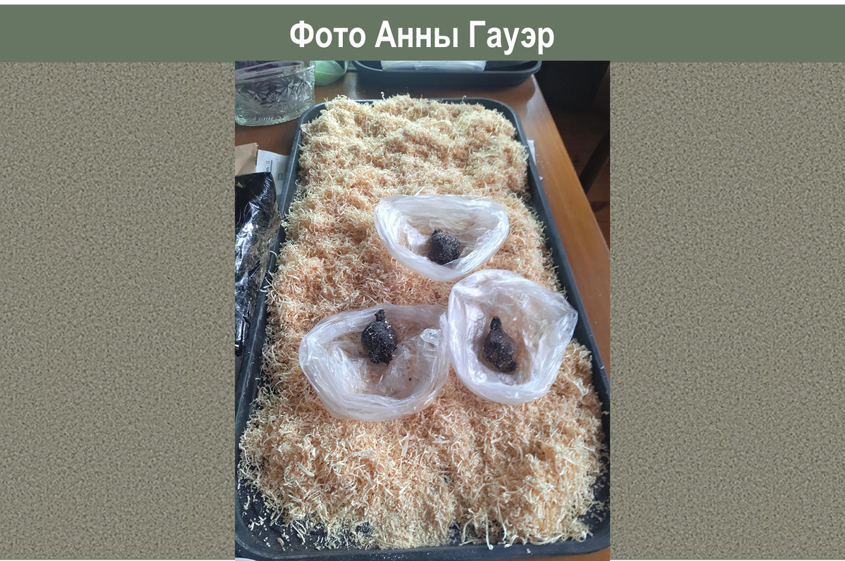 Видовую принадлежность этих засущшенных луковиц установить не удалось. Поставщик Sadovii Mir