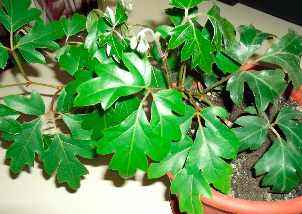 Циссус, разновидность виноград. Ссылка на фото https://goo.su/9Olr.