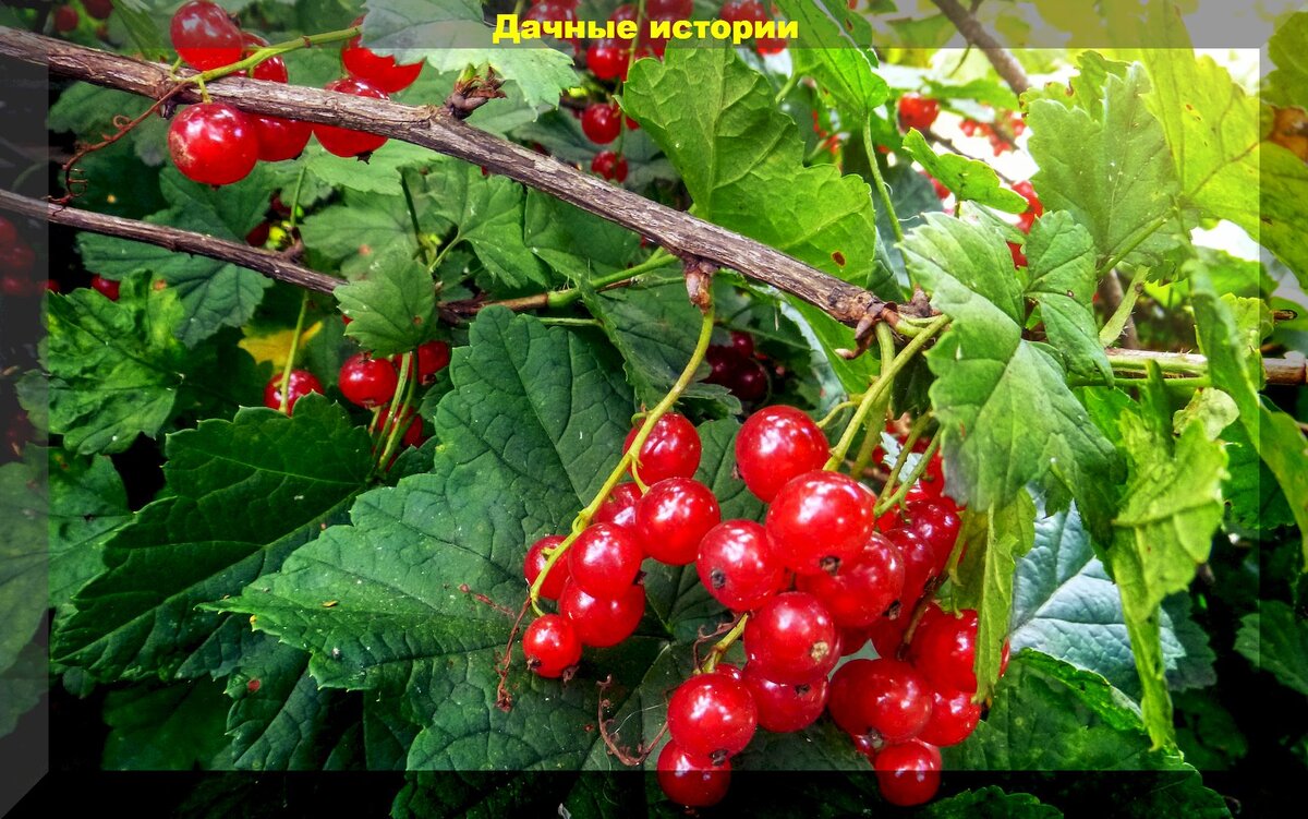 https://vk.com/photo-159774511_457251845
