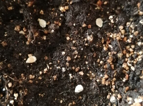 ПОСЕВ ТОМАТОВ фото 1