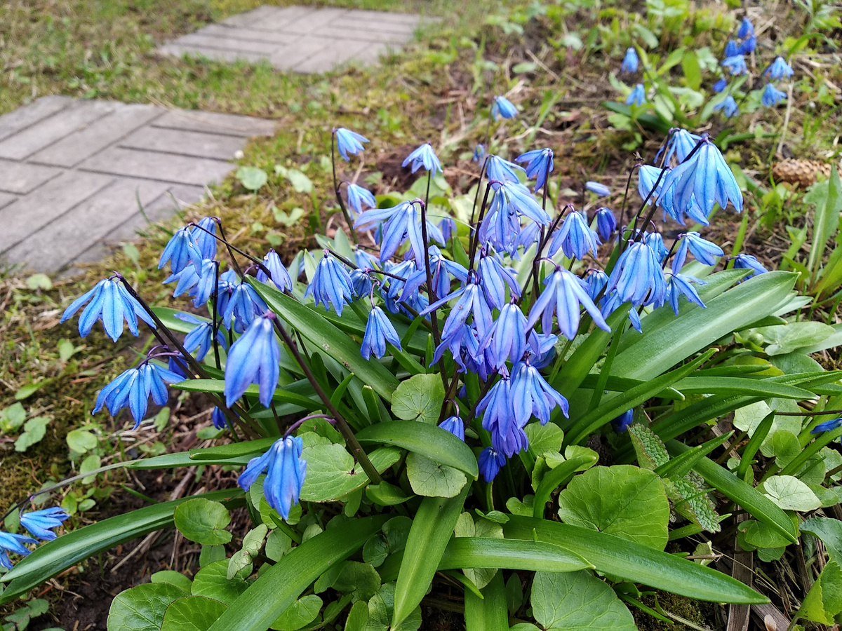 Пролеска сибирская (Scilla sibirica)