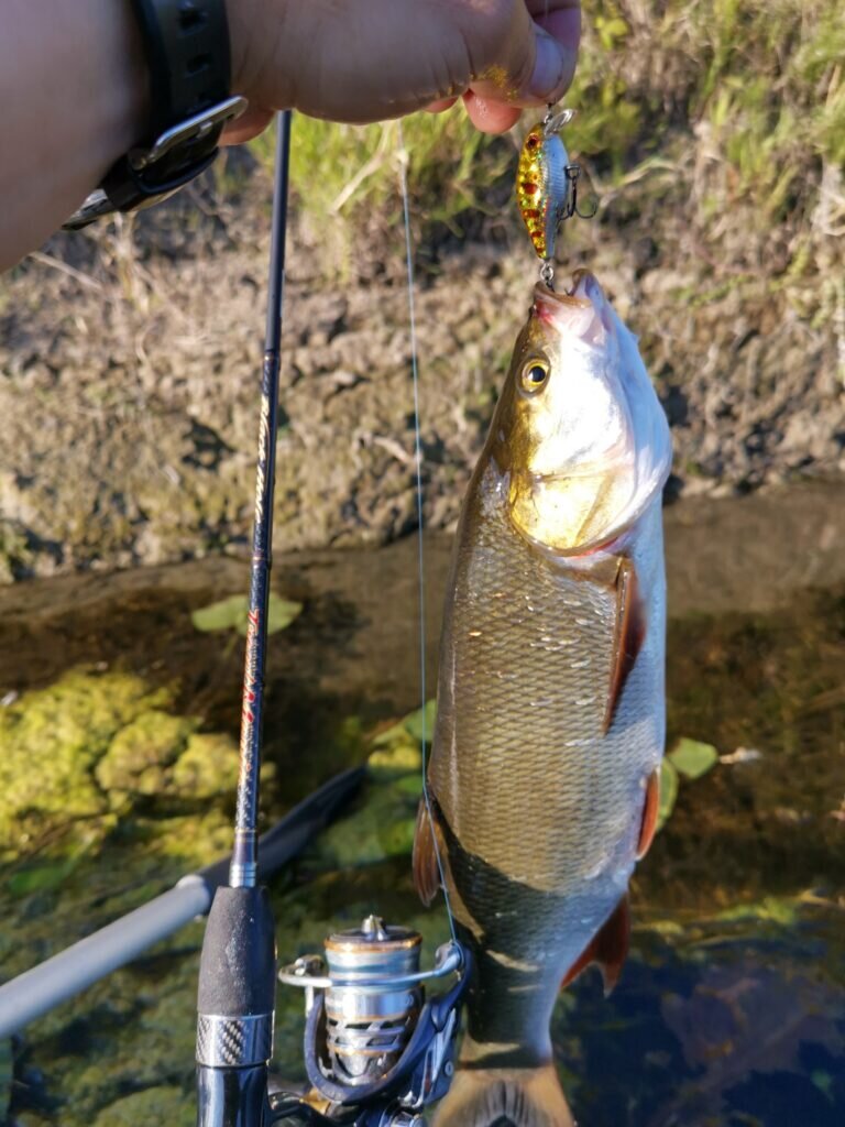 Black Hole Trout Mania 2019