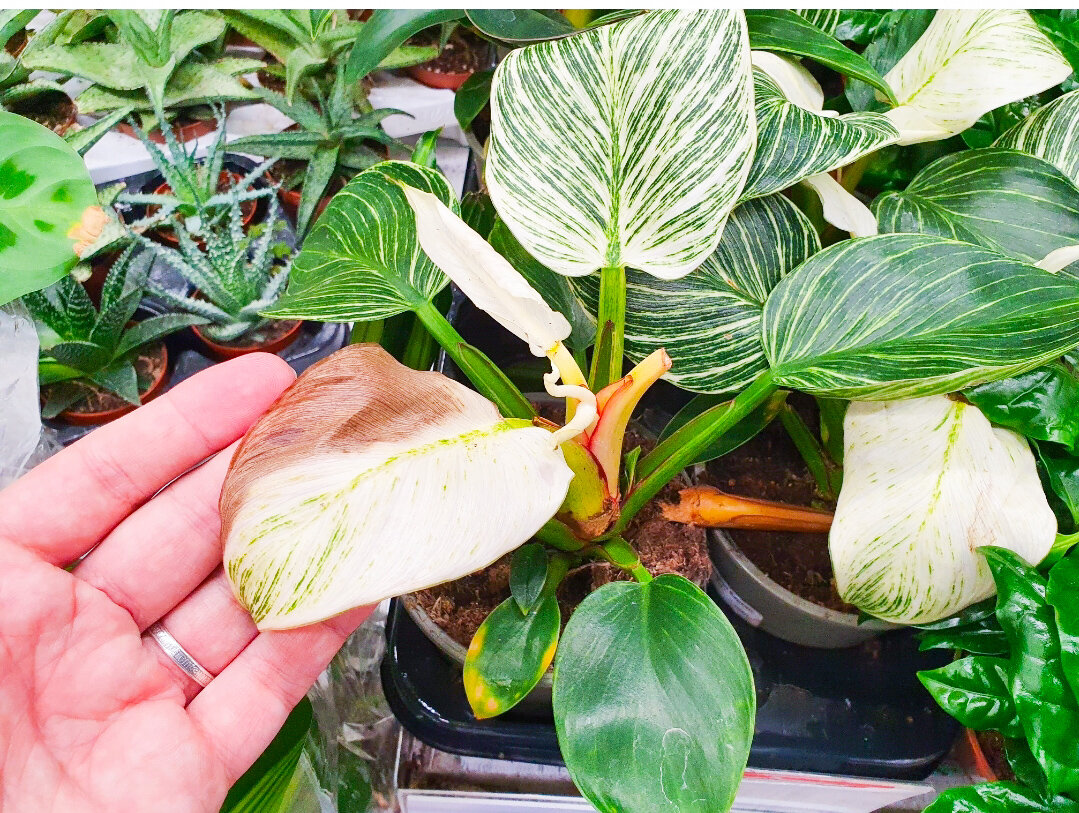 Такие экземпляры покупать, да ещё и за полную цену - себе дороже...