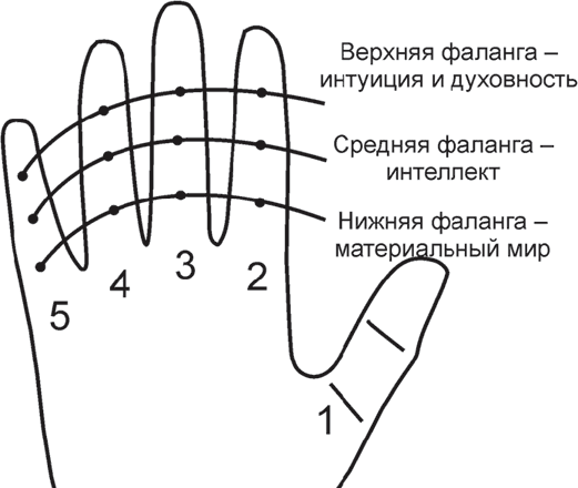 Характеристики фаланг пальцев. iknigi.net