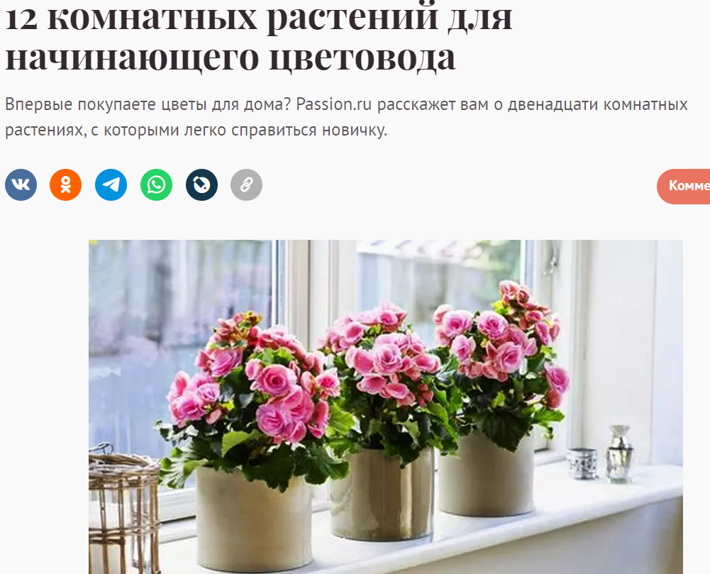 Балдеете от папоротника? О! Он такой непростой в уходе. А вы же новичок, ну как вам доверить папоротник? Фото взято с просторов интернета с целью иллюстрации.