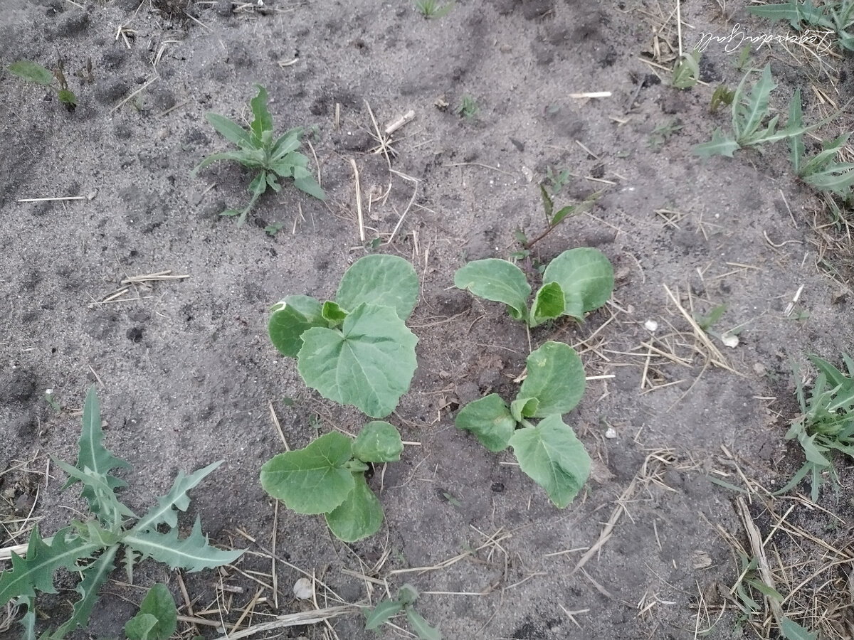 И еще несколько штук