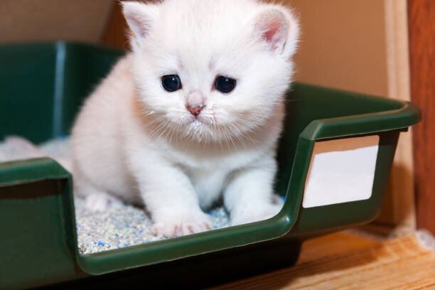 Одна из проблем многих кошатников - это кошачий запах мочи в лотке. Фото:www.istockphoto.com