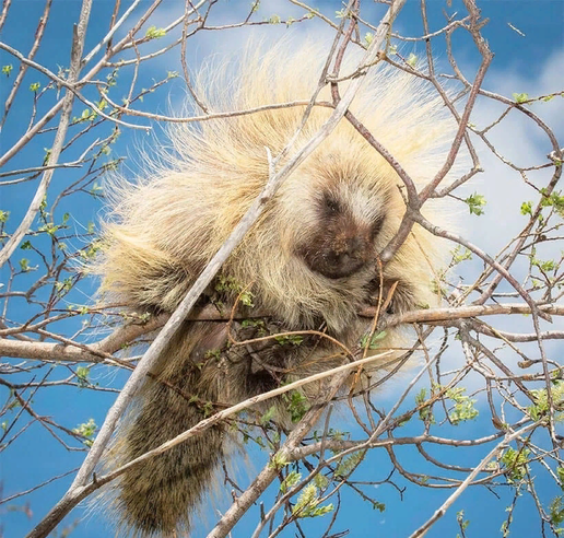 ��������, ������������������ ��������. ������� ������.