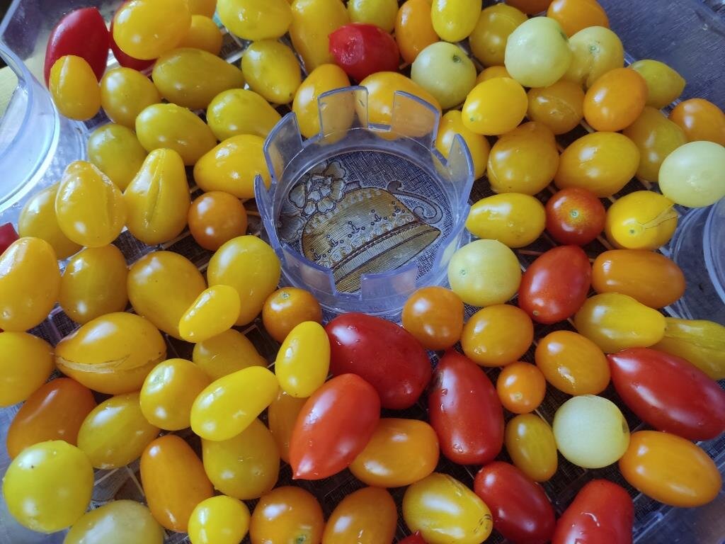 Так выглядели помидоры до начала сушки.