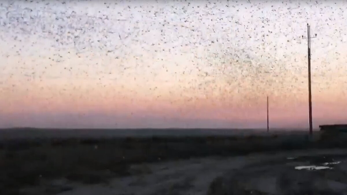     Telegram-канал Baza опубликовал видео из Лиманского района Астраханской области, на которых продемонстрировано нашествие саранчи. Полчище насекомых издалека выглядит как тучи или дым и уничтожает любые зеленые насаждения на своем пути.