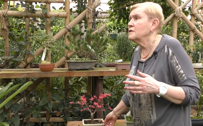 Экскурсию по теплице с бонсай проводит Э.Т. Мамедова 
Источник: https://youtu.be/cYzTqxXPnfk
