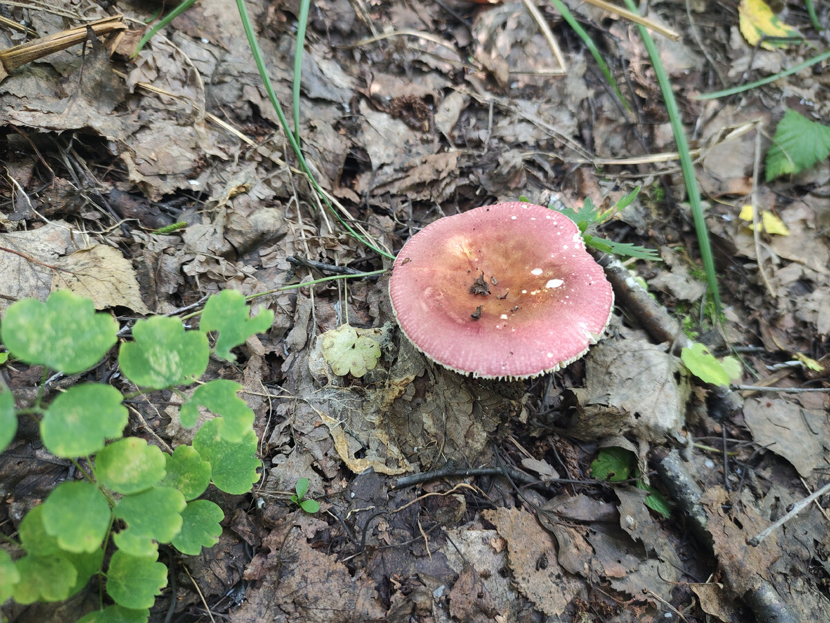 Ещё какая-то розовая