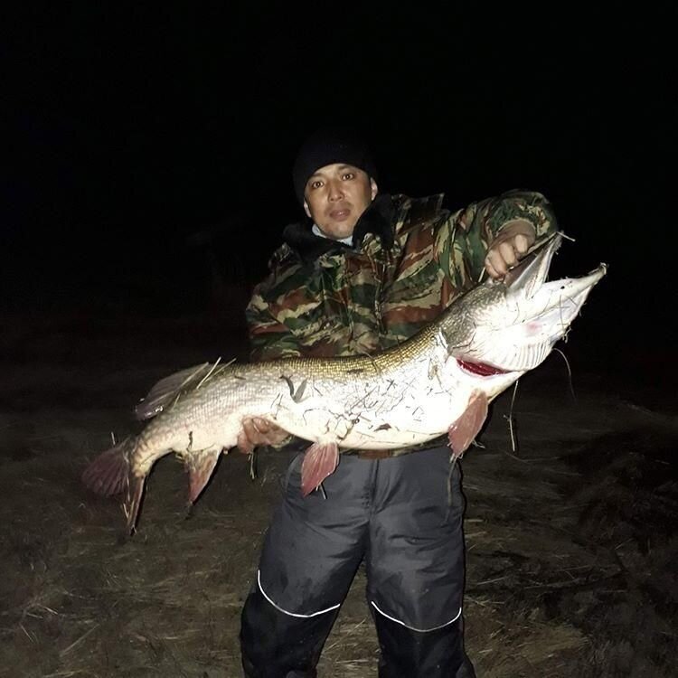 Этого речного аллигатора можно смело относить к трофейным экземплярам!