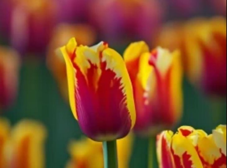    Почти 3 тысячи луковиц тюльпанов из Польши уничтожили в Псковской области