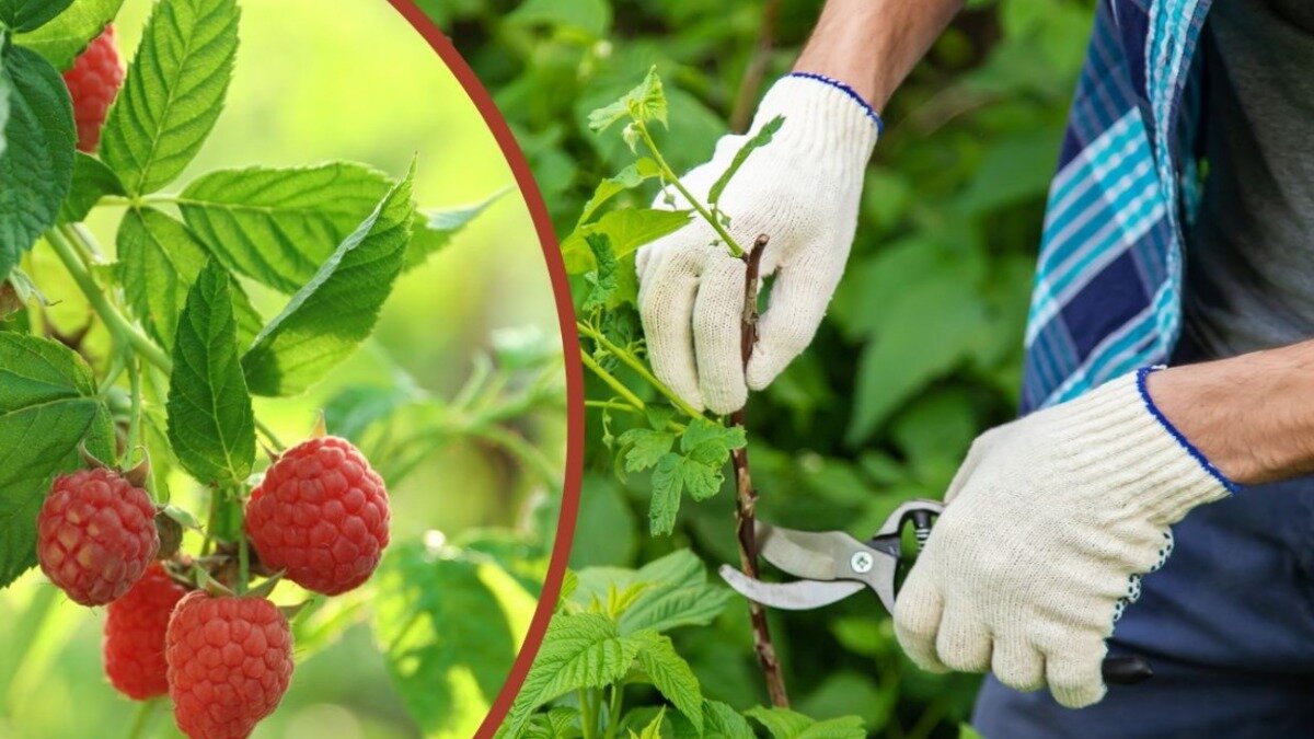 когду лучше всего обрезать малину летом