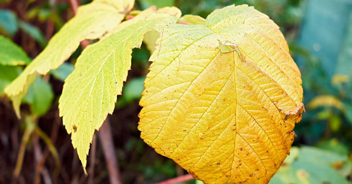 почему листья желтеют