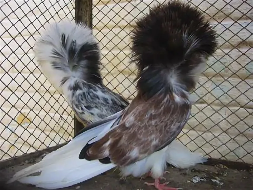 Есть всадники без головы. Почему бы не появиться голубям без головы? 