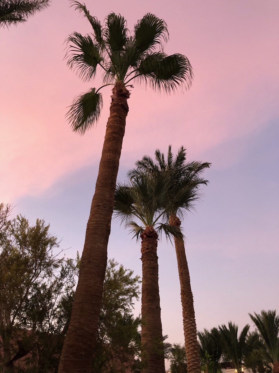 Единственные деревья, что можно встретить в Египте