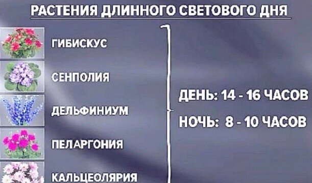 Моей пеларгонии обеспечиваю ночную фазу 8 часов. Дневная фаза - 16 часов соответственно.