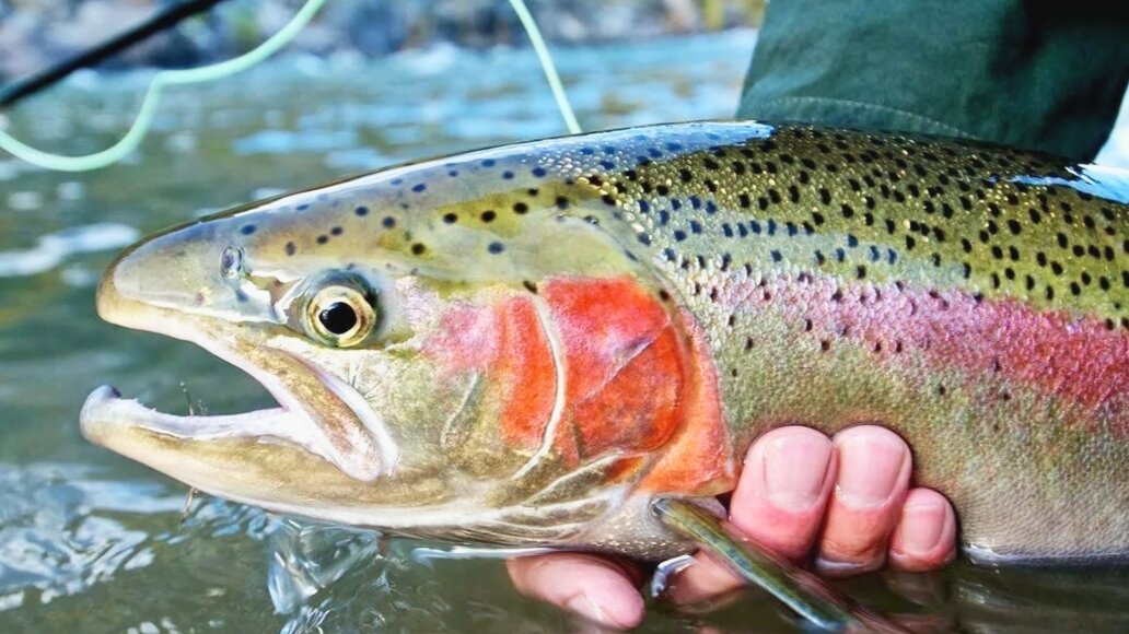 Дикая рыба или выращенная. Форель выращивают. Радужная форель горная. Лосось искусственно выращенный. Семга искусственно выращенная.