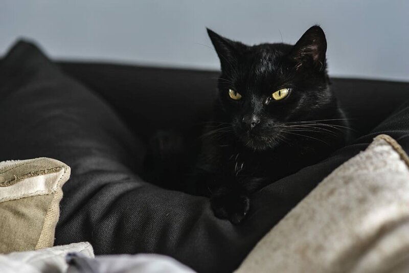 [caption id="attachment_238162" align="aligncenter" width="800"] Кошек стерилизуют[/caption]