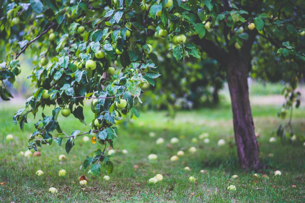С урожаем яблок у садоводов обычно две проблемы или он есть, или его нет.-3