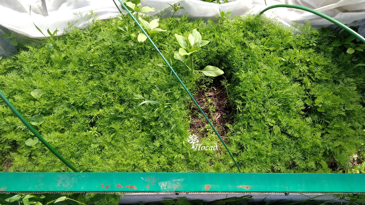 Вот такой укроп вырос у меня из своего на третий год.