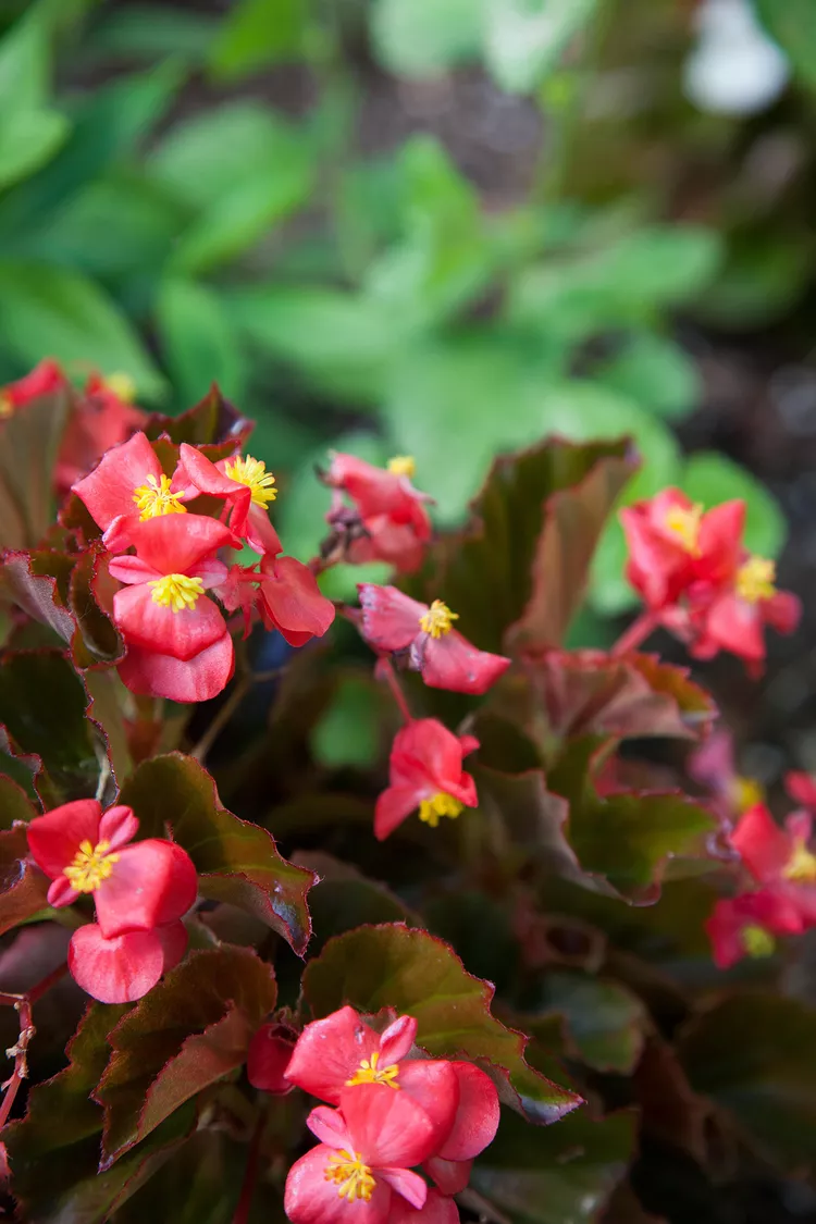 A medida que comienza el otoño, el sol aparece cada vez menos. El tiempo nublado tiene un efecto negativo en las plantas, las flores ya no tienen olor y son agradables a la vista.-4